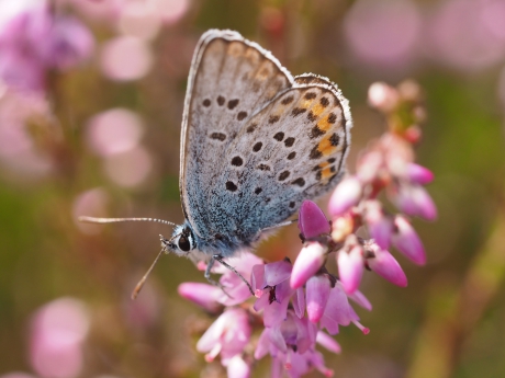 Buitenkant heideblauwtje