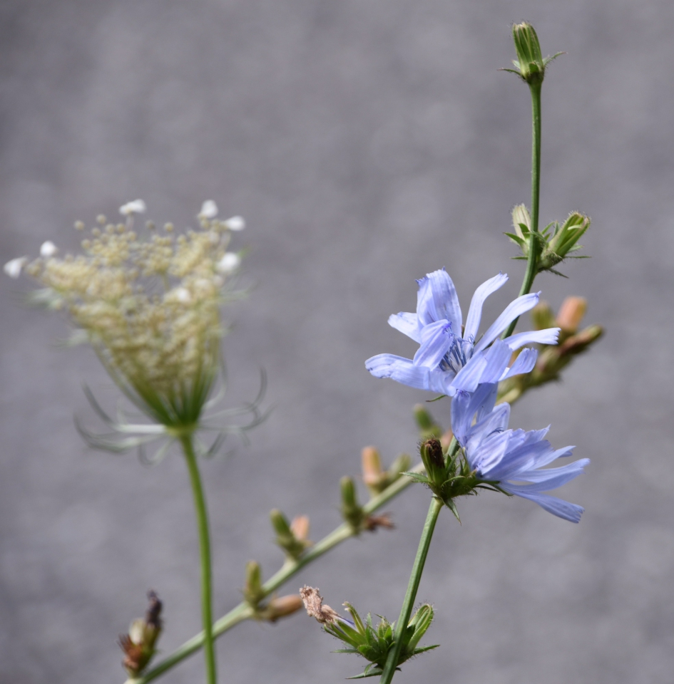 Cichorei - Planten - 