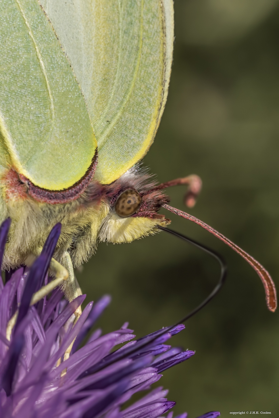 Citroenvlinder (Gonepteryx rhamni) - Geleedpotigen - Citroenvlinder