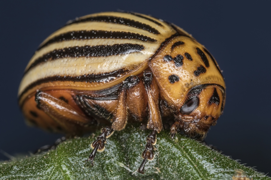 Coloradokever - Geleedpotigen - Coloradokever