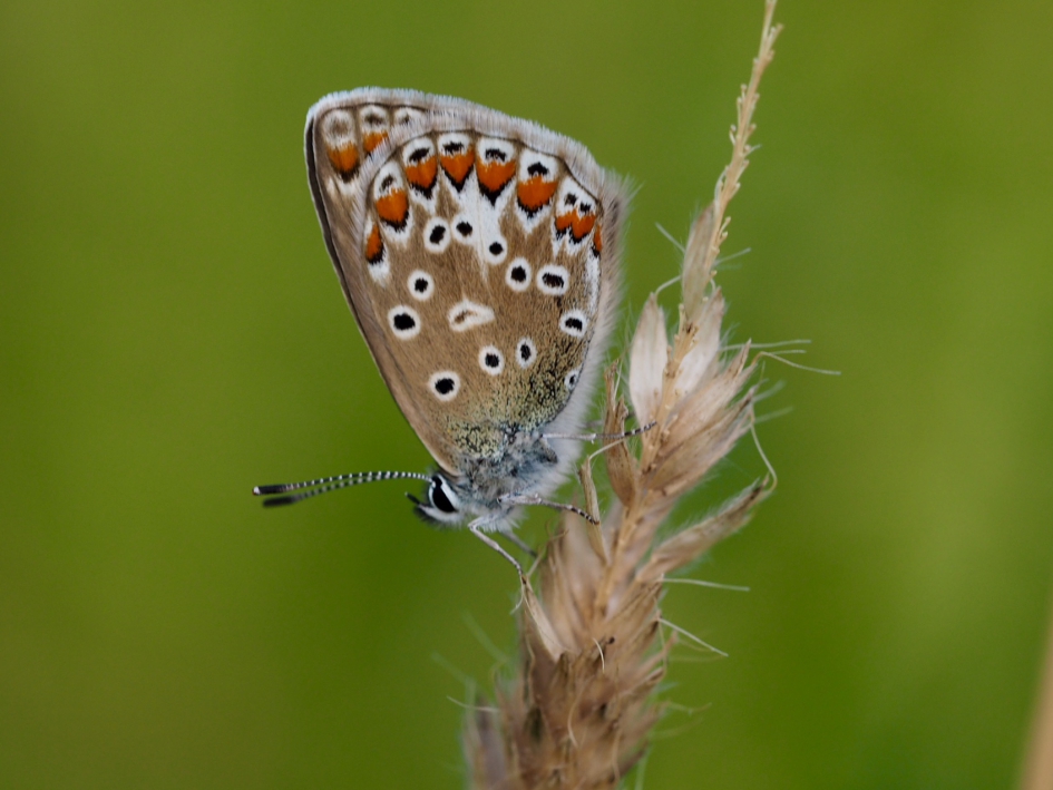 Langs de Rijn - Geleedpotigen - Icarusblauwtje