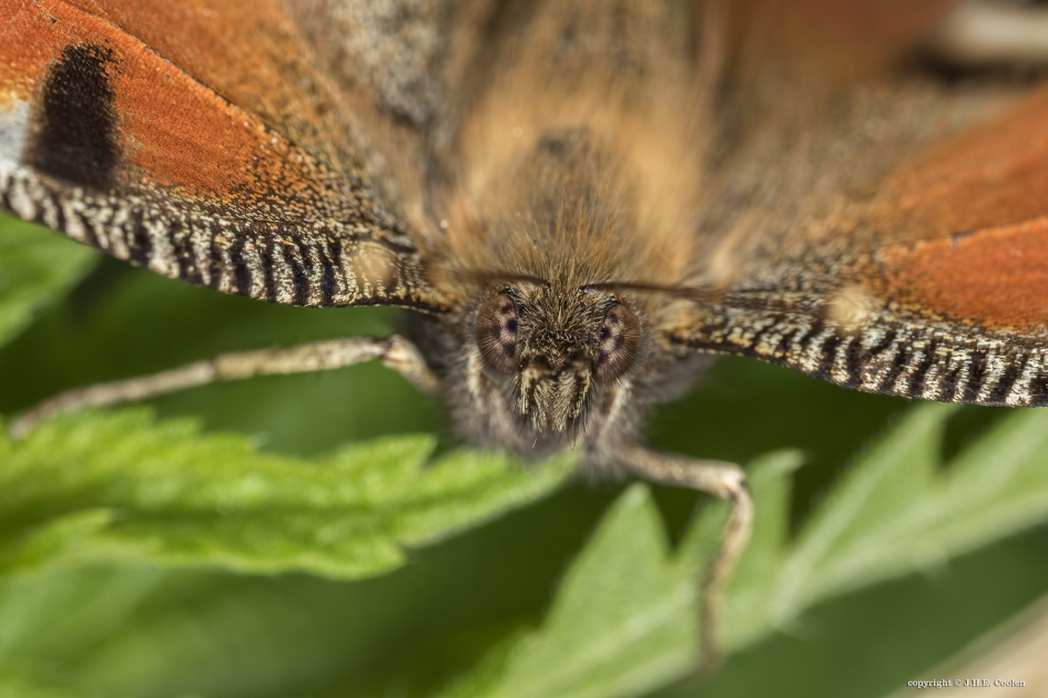 Dagpauwoog - Geleedpotigen - Dagpauwoog