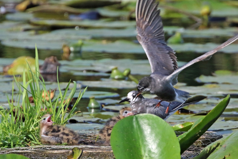 De familie compleet - Vogels - 