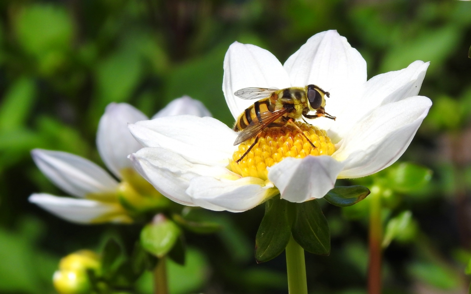 De pootjes erbij aflikken - Geleedpotigen - Doodskop/ doodshoofdzweefvlieg