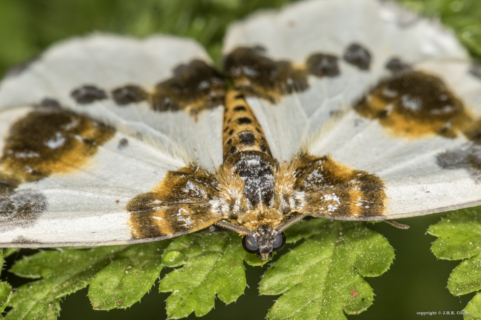 De porseleinvlinder - Geleedpotigen - Porseleinvlinder