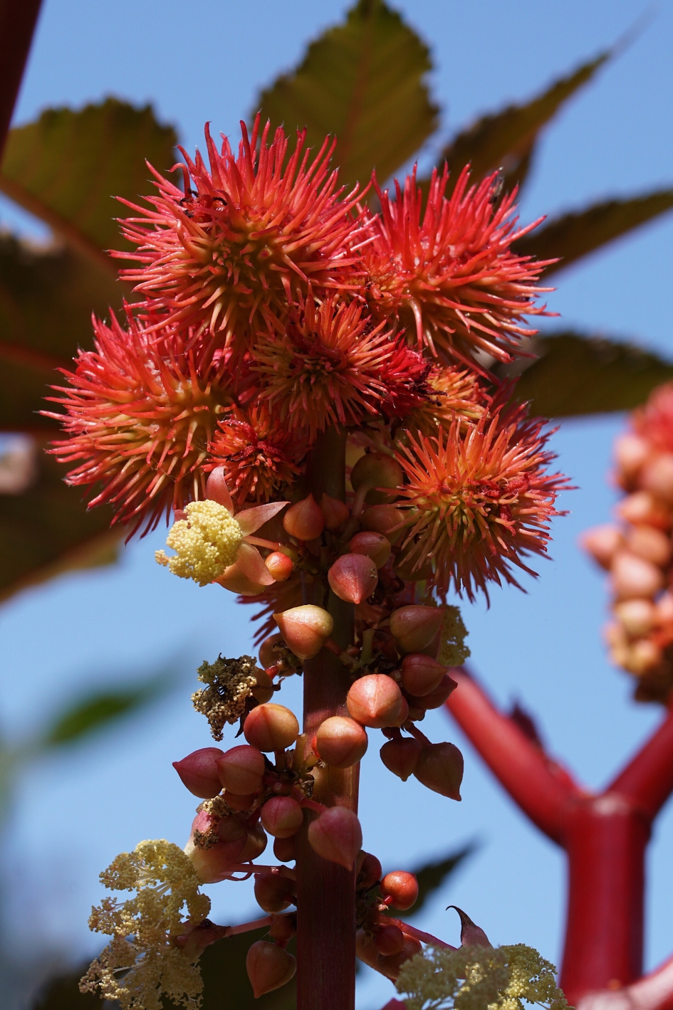 De Wonderboom (2) - Planten - Wonderboom