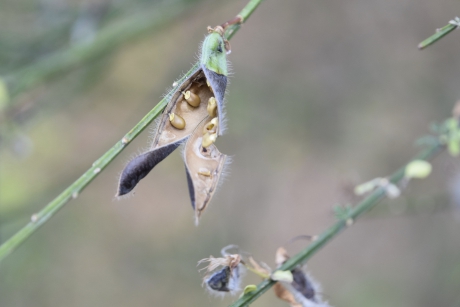 De zaden van de brem