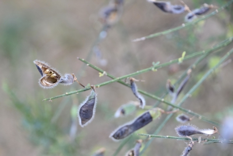 De zaden van de brem
