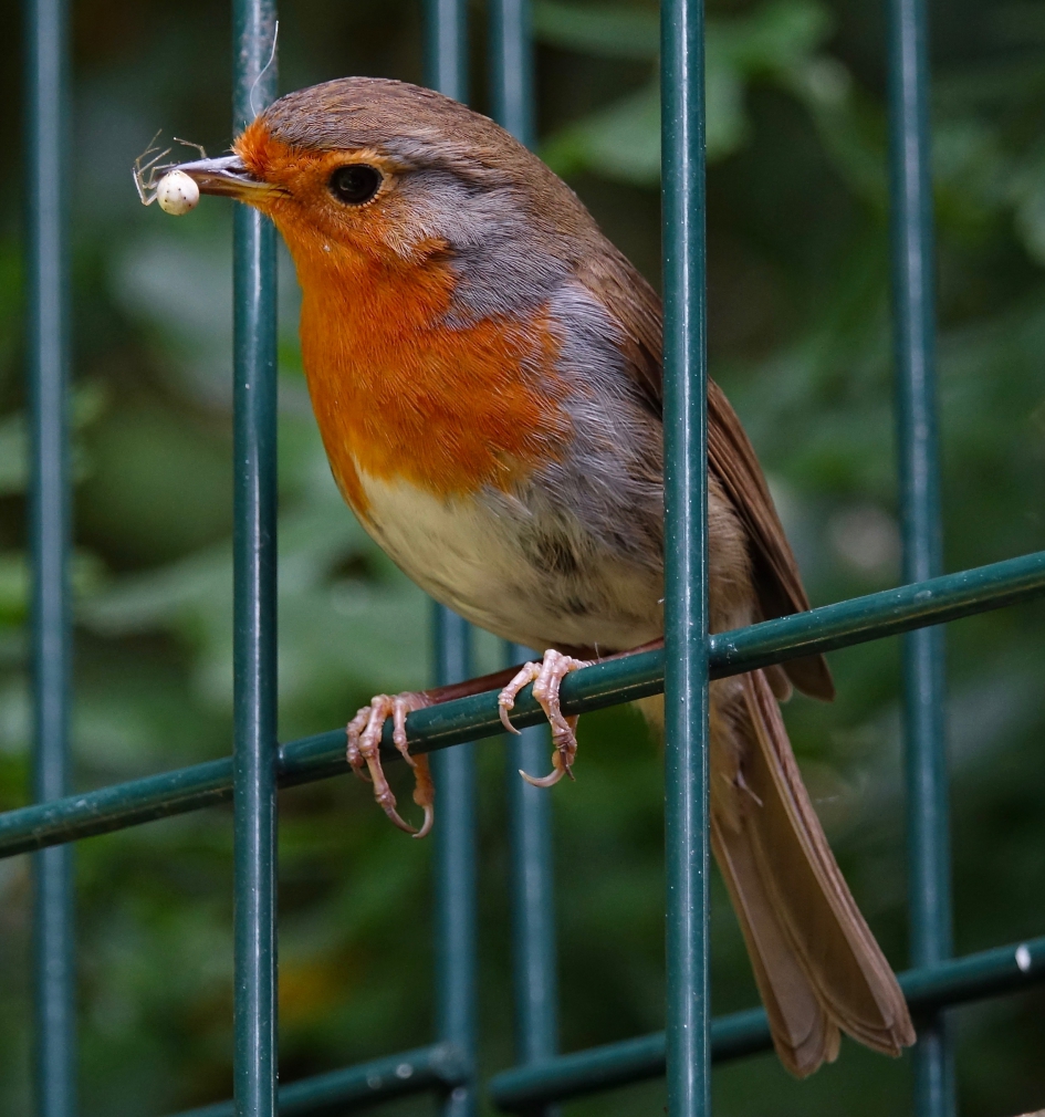 Derde broedsel? - Vogels - Roodborst
