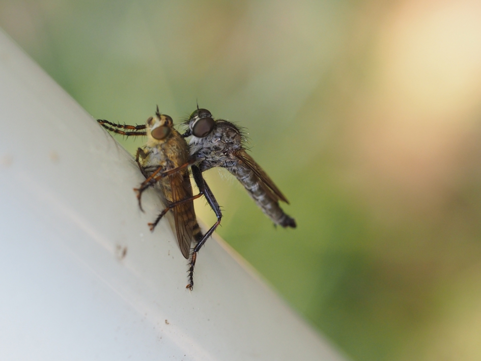 Deze keer anders beet - Geleedpotigen - Roofvlieg