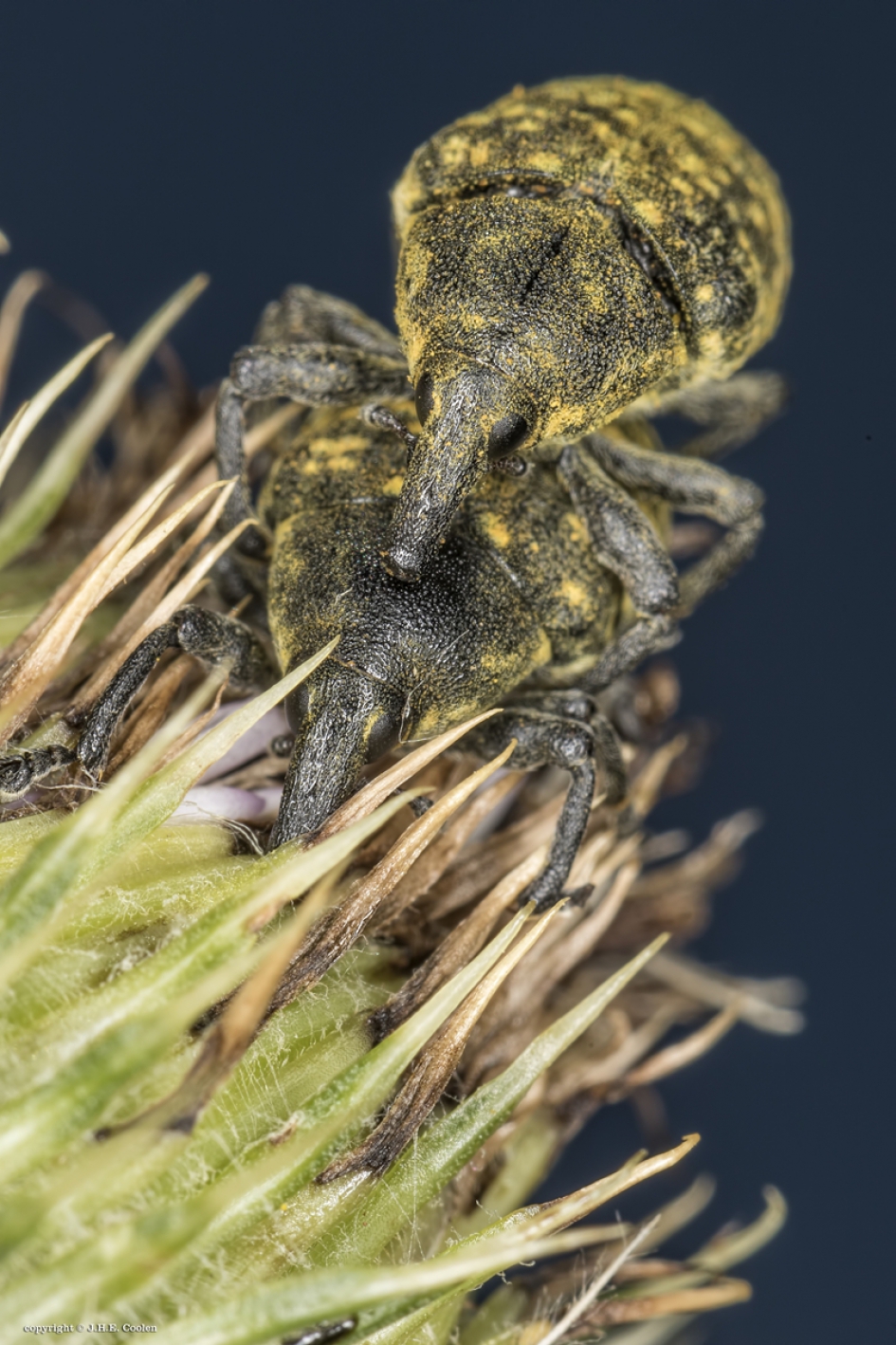 Distelsnuitkever(s) - Geleedpotigen - Distelsnuitkever