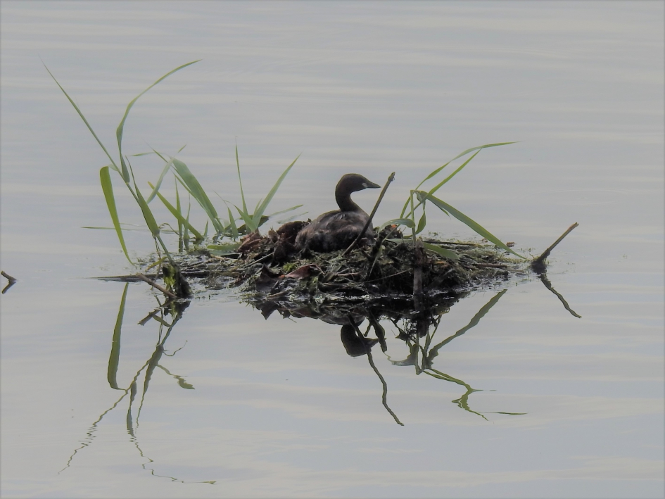 Dodaars op het nest - Vogels - Dodaars
