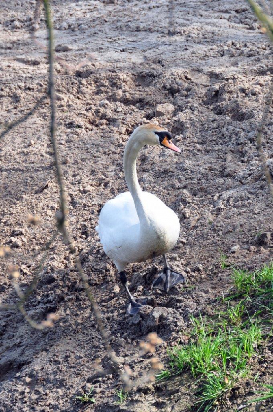 Kale slootranden - Vogels - 