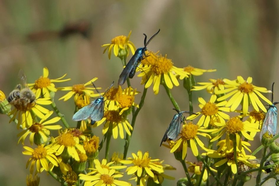 Druk, druk. - Planten - Jakobskruiskruid