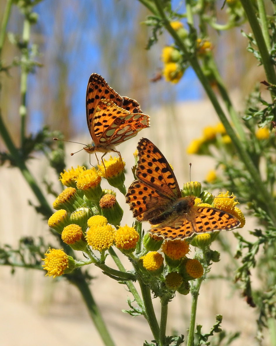 Dubbelop - Geleedpotigen - Kleine parelmoervlinder