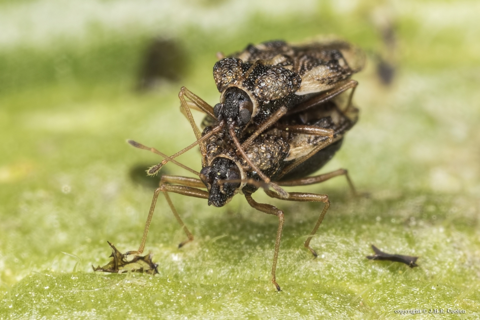 Duo - Geleedpotigen - Netwants