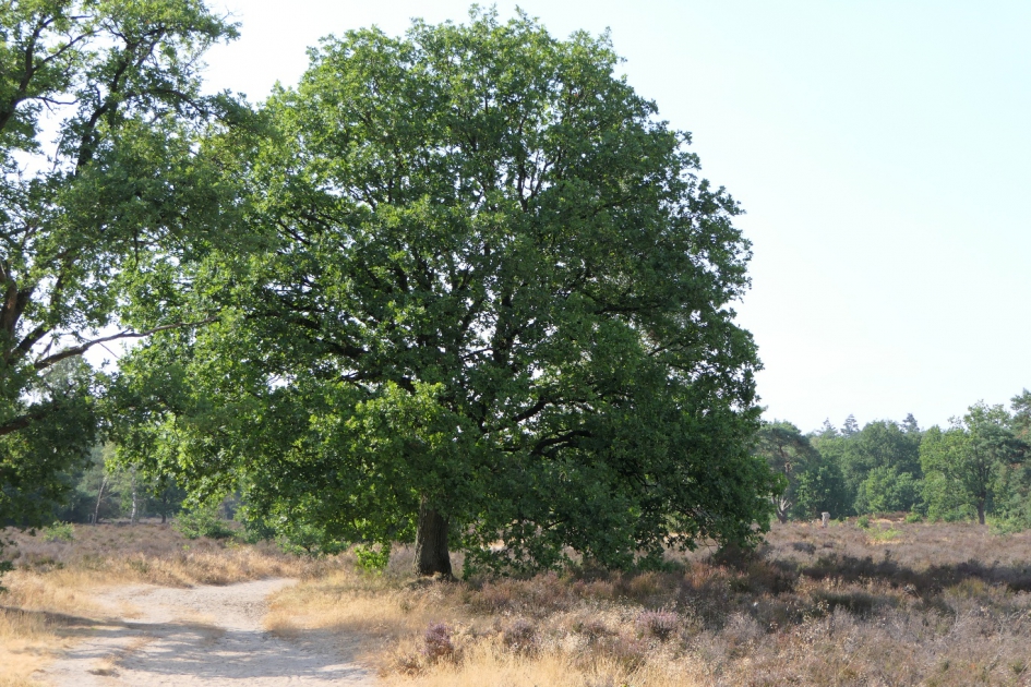 Eik - Weer en landschap - Eik
