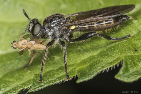 Eiken-stamjager met prooi