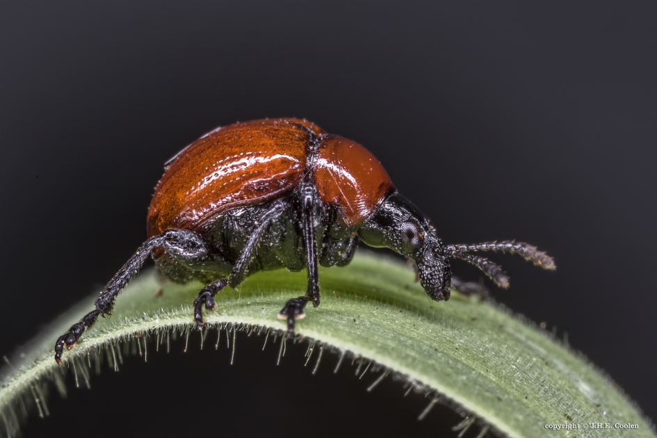 Eikenbladroller (Attelabus nintens) - Geleedpotigen - Eikenbladroller