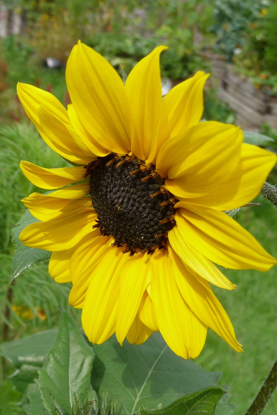 Einde Tour de France - Planten - 