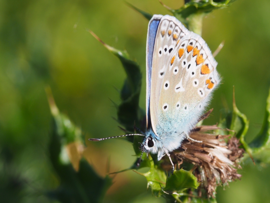 Eindelijk in beeld - Geleedpotigen - Icarusblauwtje