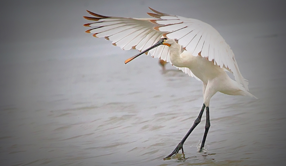 Elegante Lepelaar - Vogels - Lepelaar