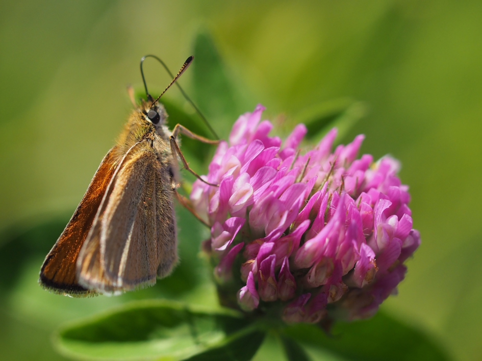 En nu de lange roltong uit - Geleedpotigen - Groot dikkopje
