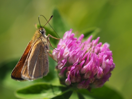 En nu de lange roltong uit