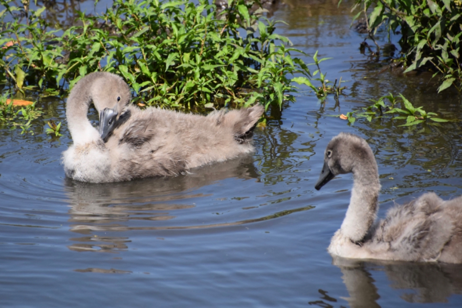Even poetsen - Vogels - 