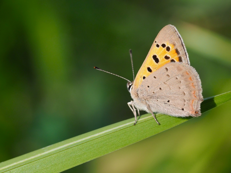 Even rust - Geleedpotigen - Kleine vuurvlinder