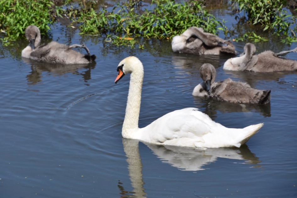 Fam zwaan - Vogels - 