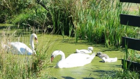 Familie zwaan