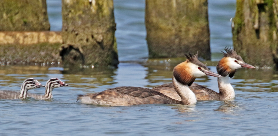 Familieportret - Vogels - Futen