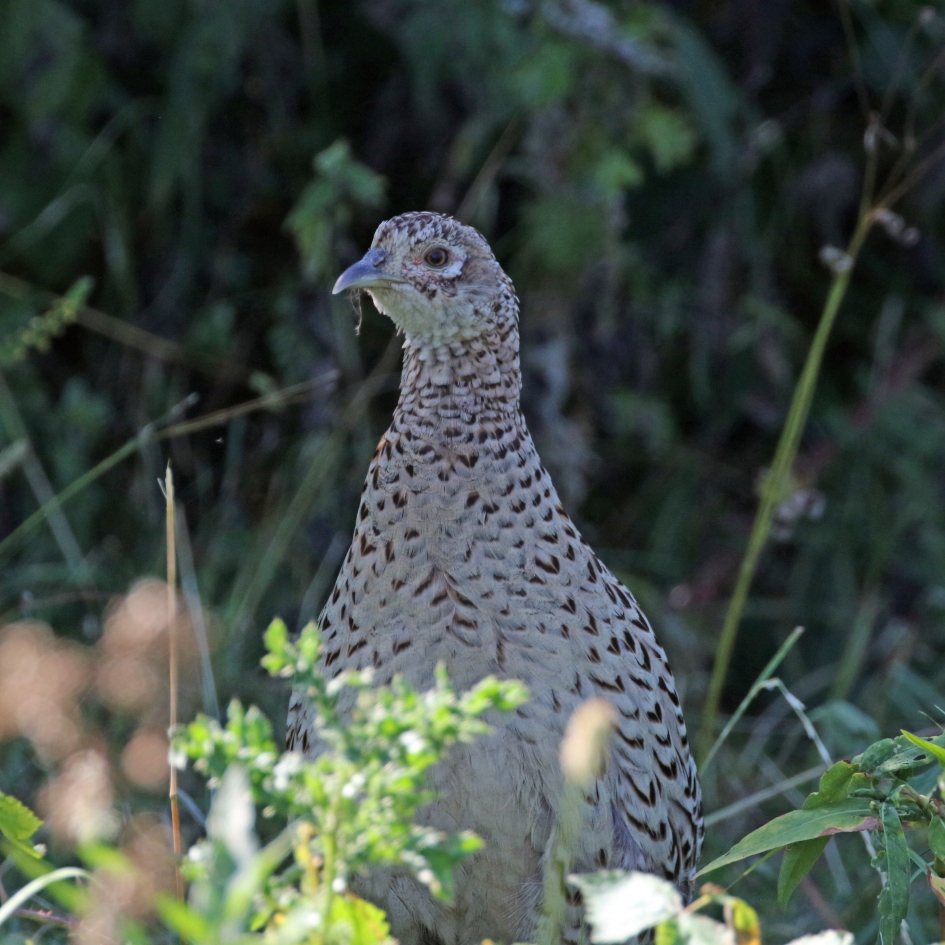 Fazantenvrouw - Vogels - 