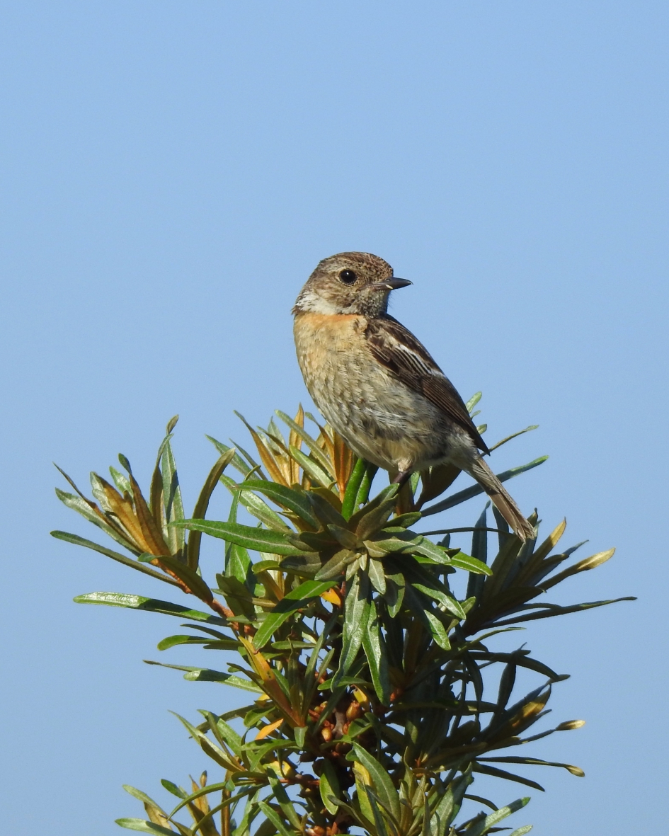 Fotomodel - Vogels - Roodborsttapuit