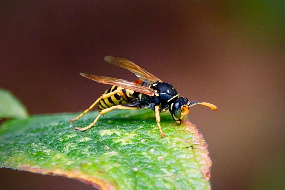 Franse veldwesp - Geleedpotigen - Franse veldwesp