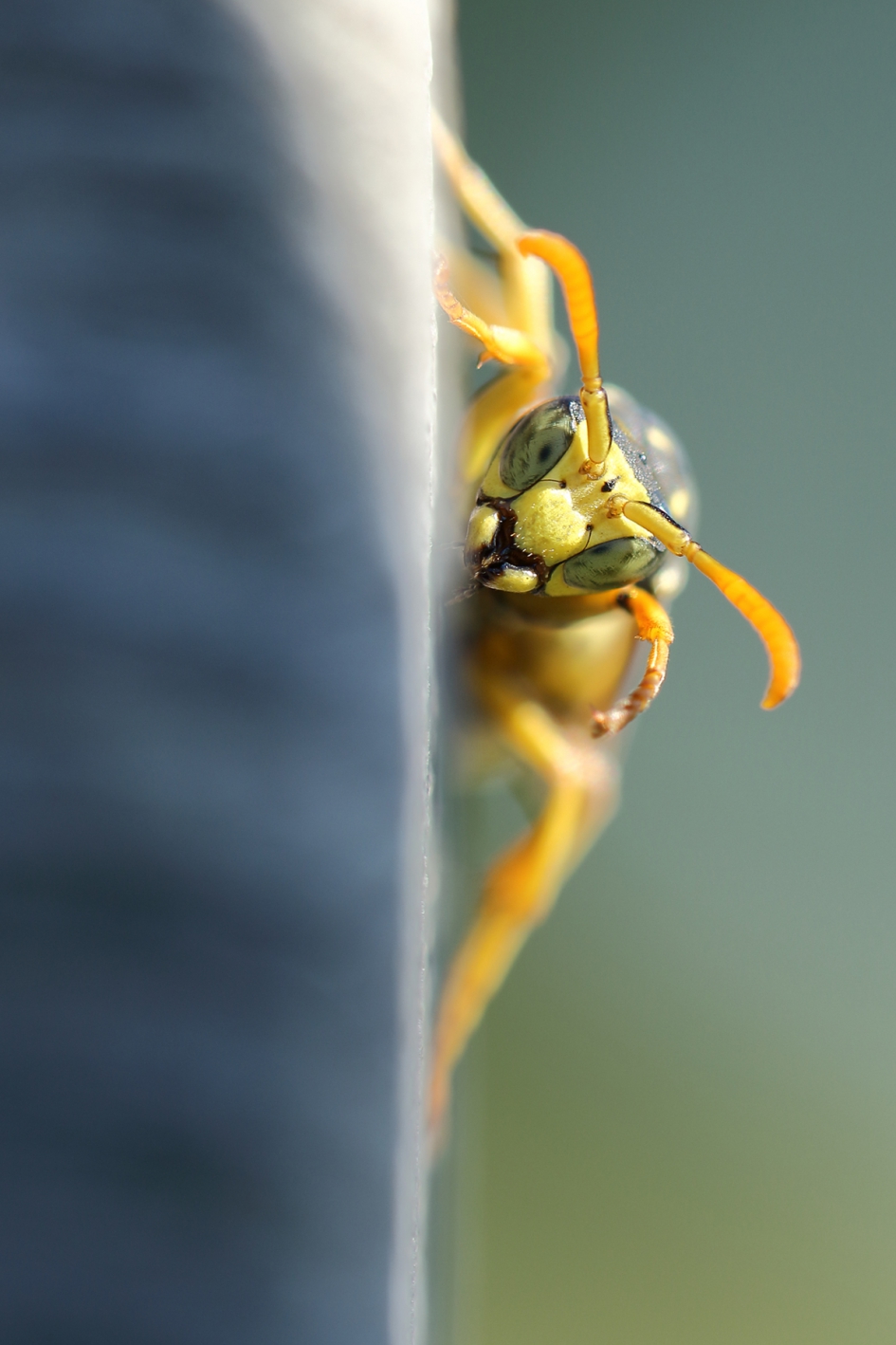 Franse veldwesp - Geleedpotigen - 