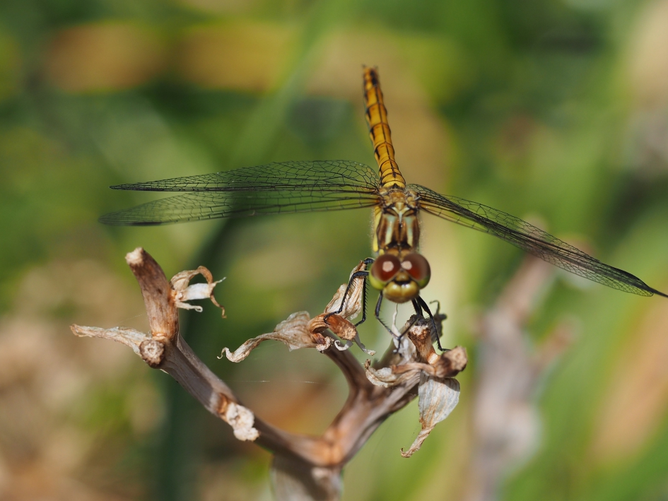 Frontaal - Geleedpotigen - Vermoed de bruinrode heidelibel vrouwtje