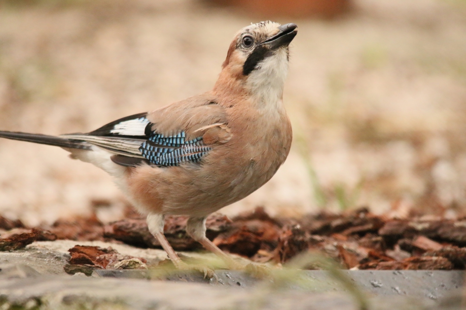 Gaai - Vogels - Gaai