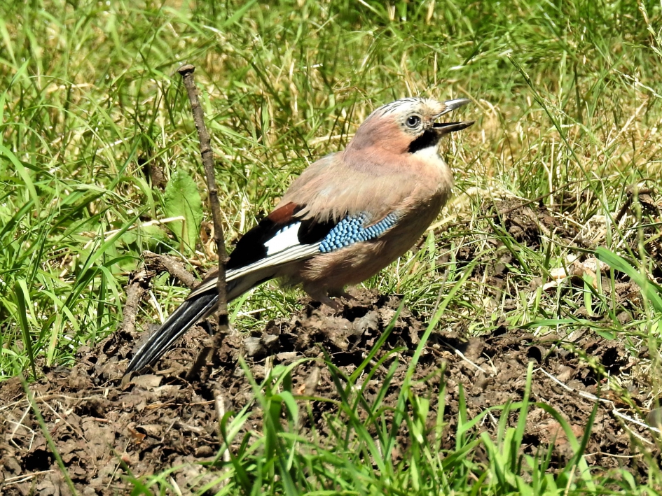 Gaai - Vogels - Gaai