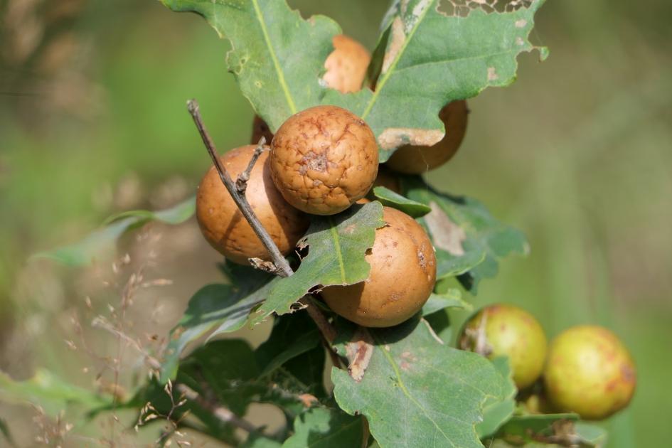 Gallen - Planten - Gallen