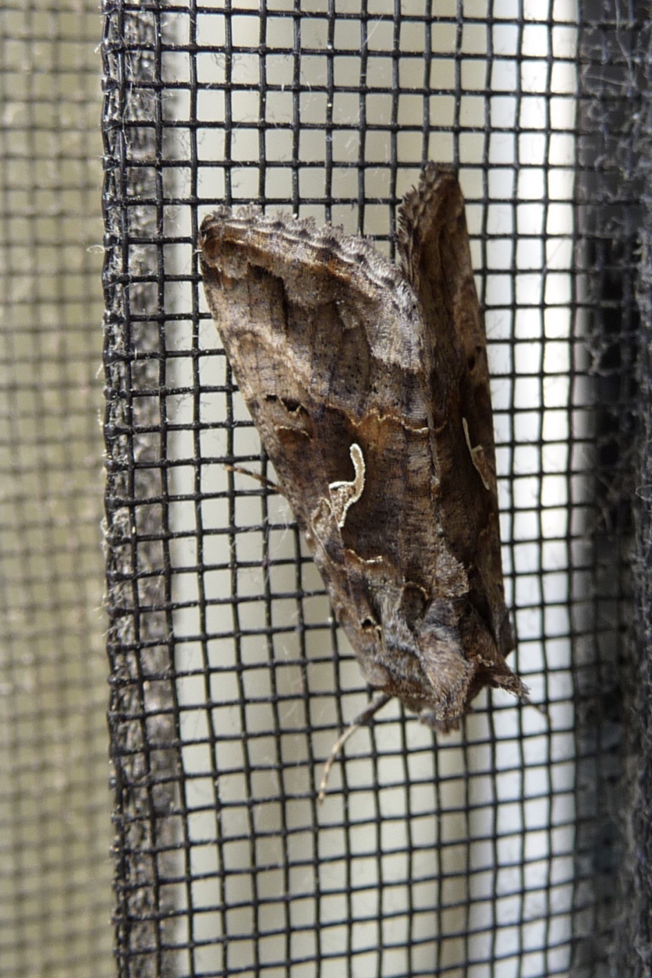 Gammauiltje? - Geleedpotigen - 