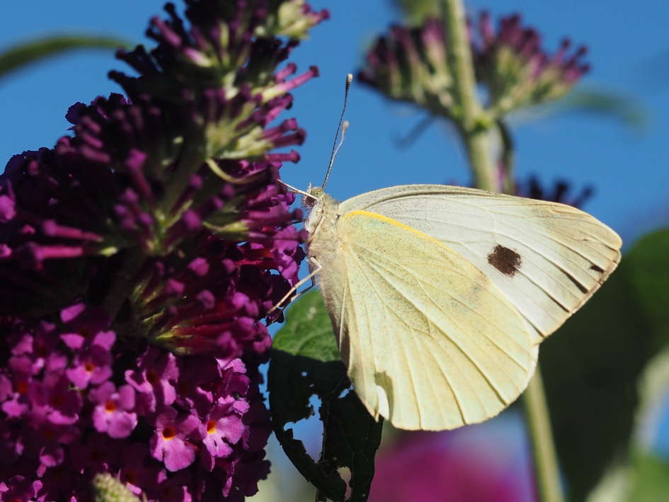 Geel biesje - Geleedpotigen - Koolwitje