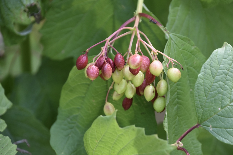 Gelderse roos - Planten - 