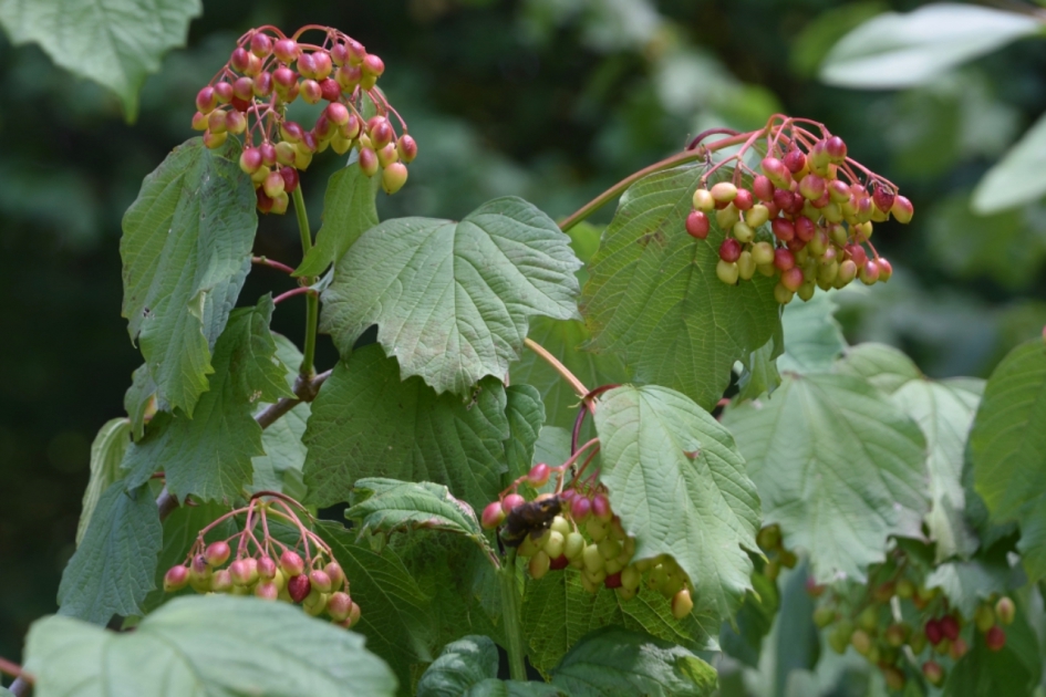 Gelderse roos - Planten - 