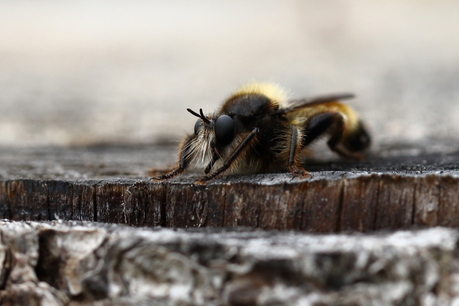 gele hommelroofvlieg -m- - Geleedpotigen - 