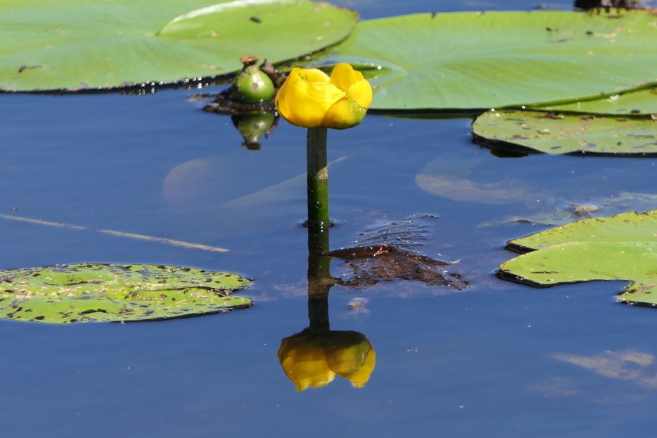 Gele plomp - Planten - Gele plomp