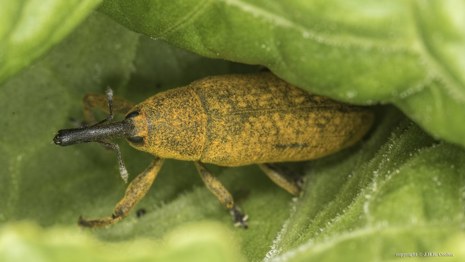 Gele snuitkever - Geleedpotigen - Gele snuitkever