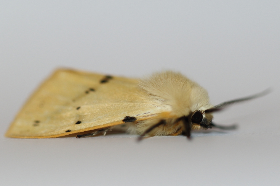 gele tijger - Geleedpotigen - 