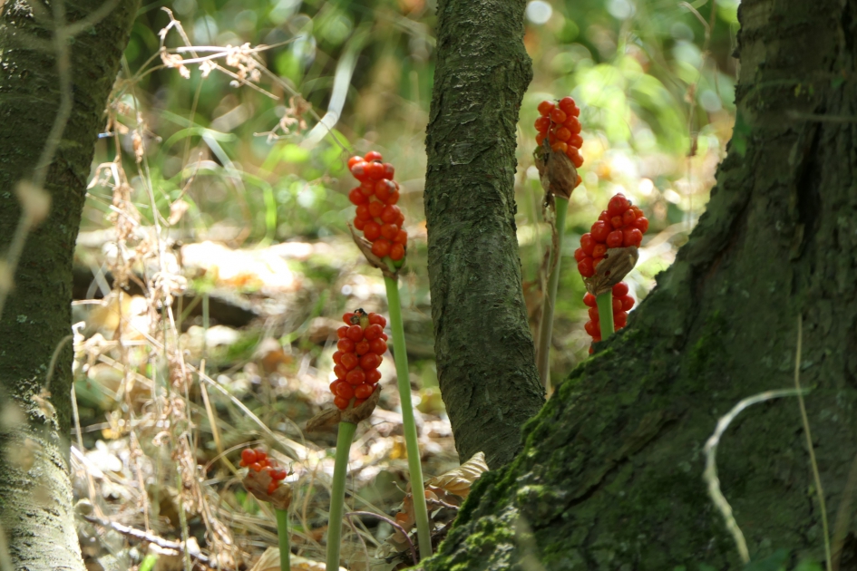 Gevlekte Aronskelk - Planten - Gevlekte Aronskelk